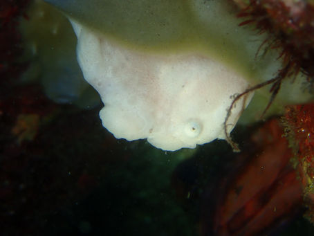 大瀬崎海洋速報 2023/7/5(水)