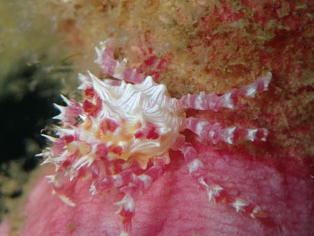 大瀬崎海洋速報 2023/12/16(土)