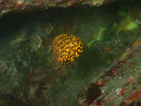 IOP海洋速報　2023/4/11（火）