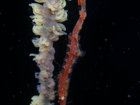 大瀬崎海洋速報 2023/2/13(月)