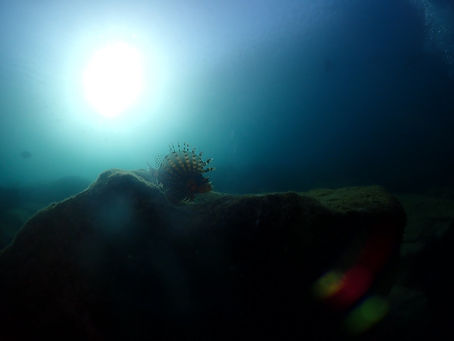 大瀬崎海洋速報 2024/11/17(日)