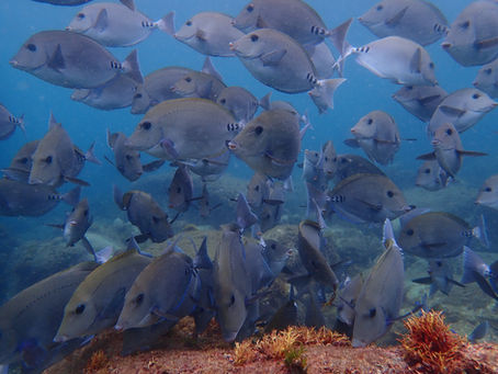 IOP海洋速報 2025/8/9(土)