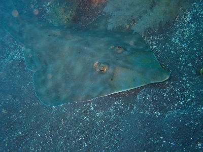 大瀬崎海洋速報 2024/5/19(日)