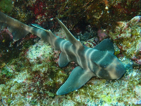 IOP海洋速報 2023/2/26(日)