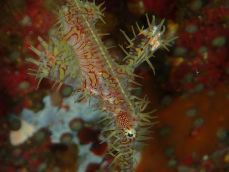 大瀬崎海洋速報 2023/8/2(水)