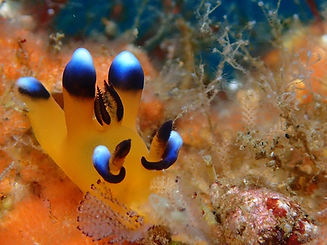 Lei Aloha Nudibranch Photographer SP