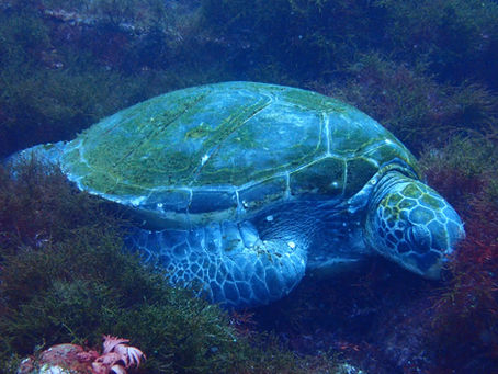 IOP海洋速報 2026/2/19(木)