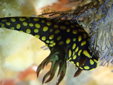 大瀬崎海洋速報 2024/4/24(水)