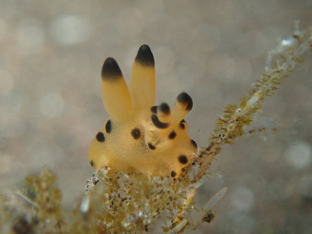 大瀬崎海洋速報 2023/2/20(月)