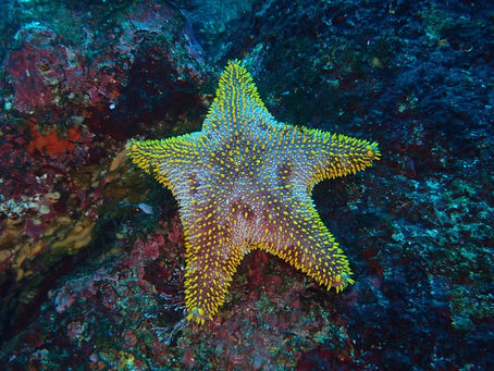 IOP海洋速報　2023/3/24（木）