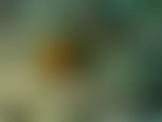 見つけた瞬間がたまらない！カエルアンコウと遊ぶ一日　2026/4/17（金）