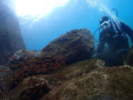 大瀬崎海洋速報 2023/1/17(火)