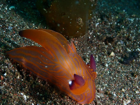 クチナシツノザヤウミウシに会いに行こう！