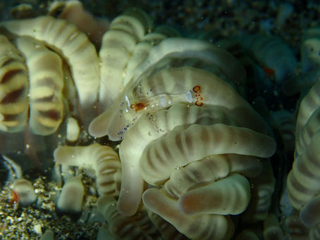 IOP海洋速報 2025/10/17(金)