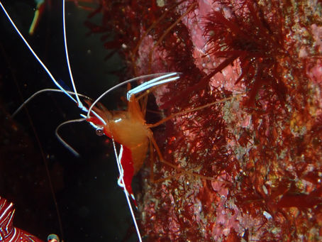 大瀬崎海洋速報 2023/2/25(土)