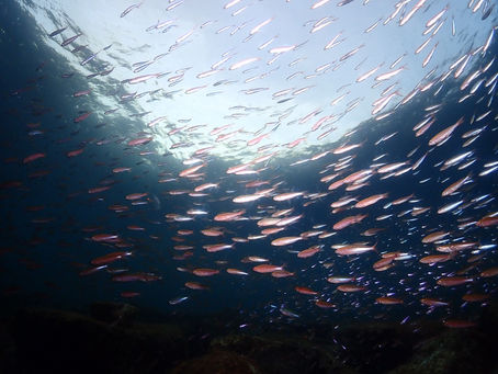 大瀬崎海洋速報　2025/12/12（金）