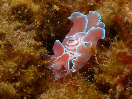 大瀬崎海洋速報 2023/1/16(月)