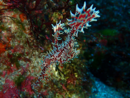 IOP海洋速報　2026/1/22（木）