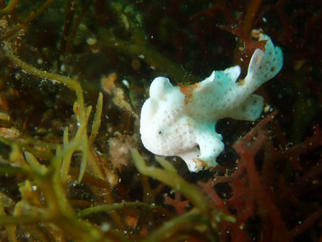 大瀬崎海洋速報 2024/4/19(金)