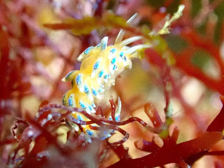 大瀬崎海洋速報 2023/1/31(火)