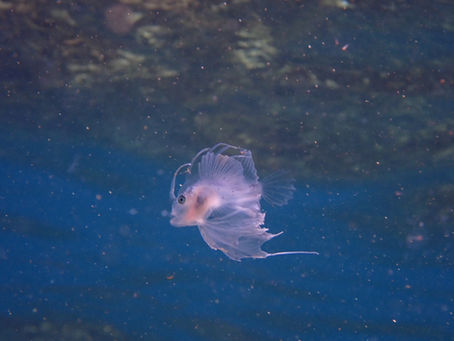 キアンコウ幼魚に出会えた日✨ 2026/03/14(土)大瀬崎