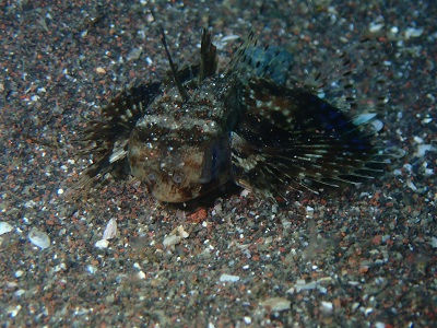 大瀬崎海洋速報 2024/5/26(日)