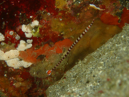 IOP海洋速報　2024/6/16（日）