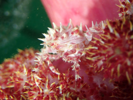 大瀬崎海洋速報 2023/8/25(金)