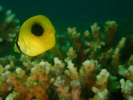 大瀬崎海洋速報 2023/9/13(水)
