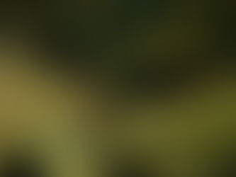 IOP海洋速報 2025/12/10(水)