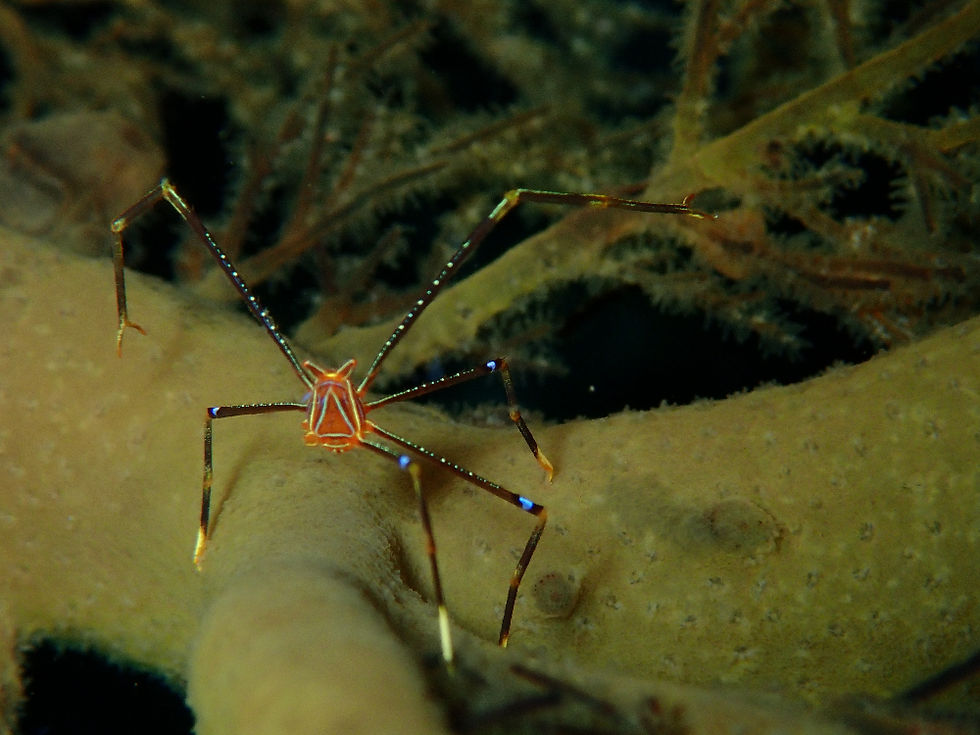 IOP海洋速報 2025/12/10(水)