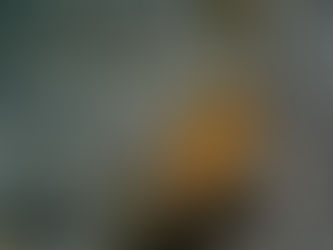 ウミウシシーズン真っ最中!カンナツノザヤウミウシに会いに行こう