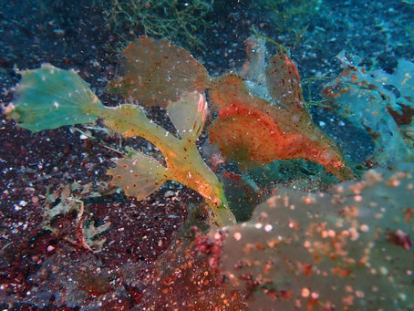 大瀬崎海洋速報 2024/6/20(木)