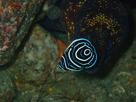 IOP海洋速報 2023/11/10(金)