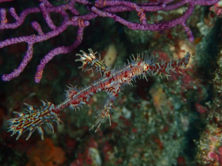 IOP海洋速報　2023/11/27（月）