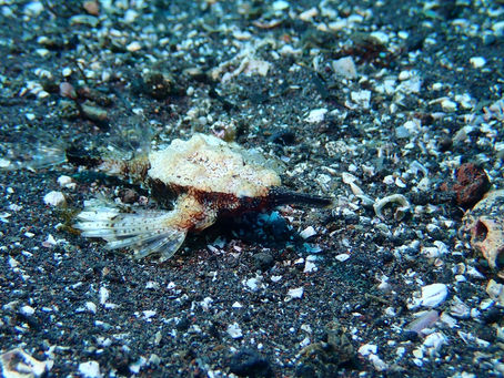 大瀬崎海洋速報 2023/2/16(木)