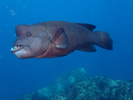 IOP海洋速報　2024/5/04（土）