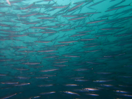 大瀬崎海洋速報 2023/8/21(月)