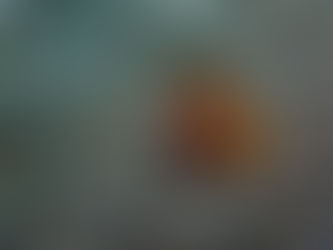 大瀬崎海洋速報 2024/4/14(日)