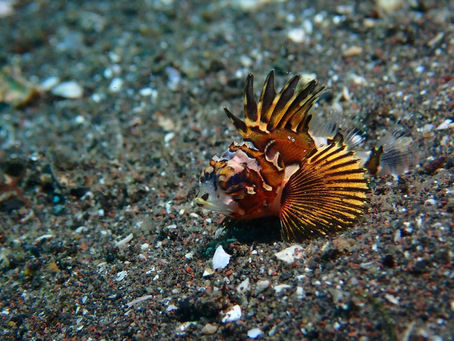 大瀬崎海洋速報 2024/4/14(日)