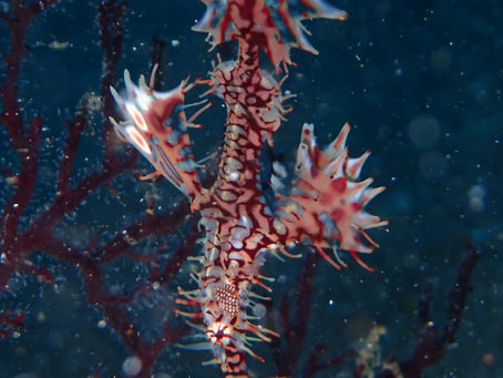 大瀬崎海洋速報 2023/10/18(水)