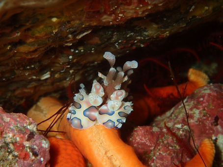 IOP海洋速報 2023/11/2(木)