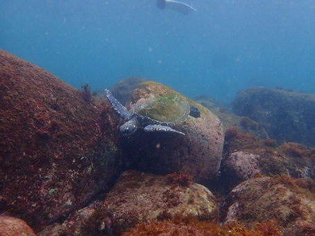 IOP海洋速報 2025/9/13(土)