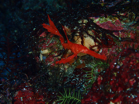 IOP海洋速報　2026/1/31（土）