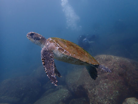 IOP海洋速報 2025/9/15(月)