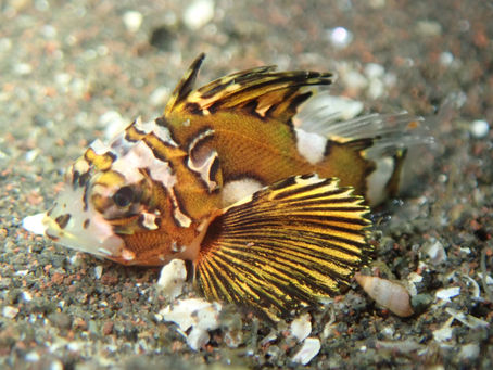 大瀬崎海洋速報 2024/4/23(火)