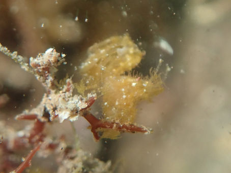 大瀬崎海洋速報 2023/2/11(土)