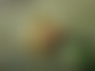 大瀬崎海洋速報 2024/3/20(水)