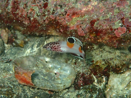 IOP海洋速報 2023/2/22(水)