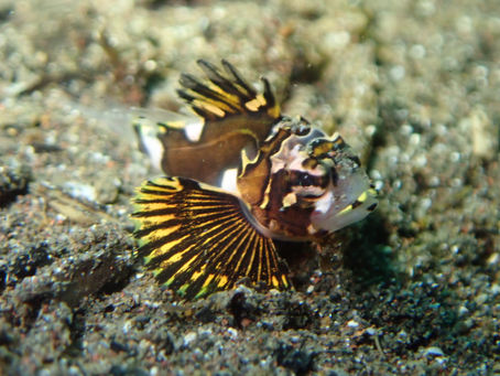 大瀬崎海洋速報 2024/3/19(火)